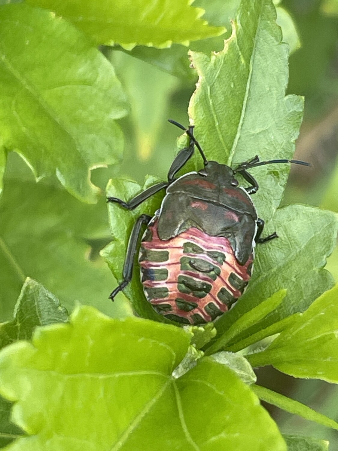 Little insect on a leaf