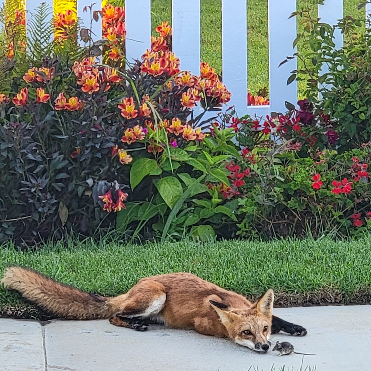 Red Fox and Field Mouse