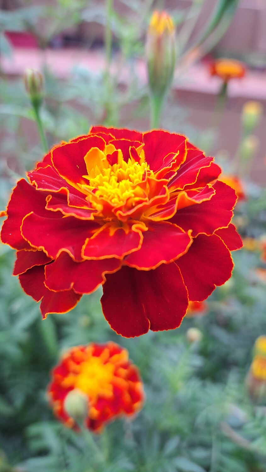 Marigold