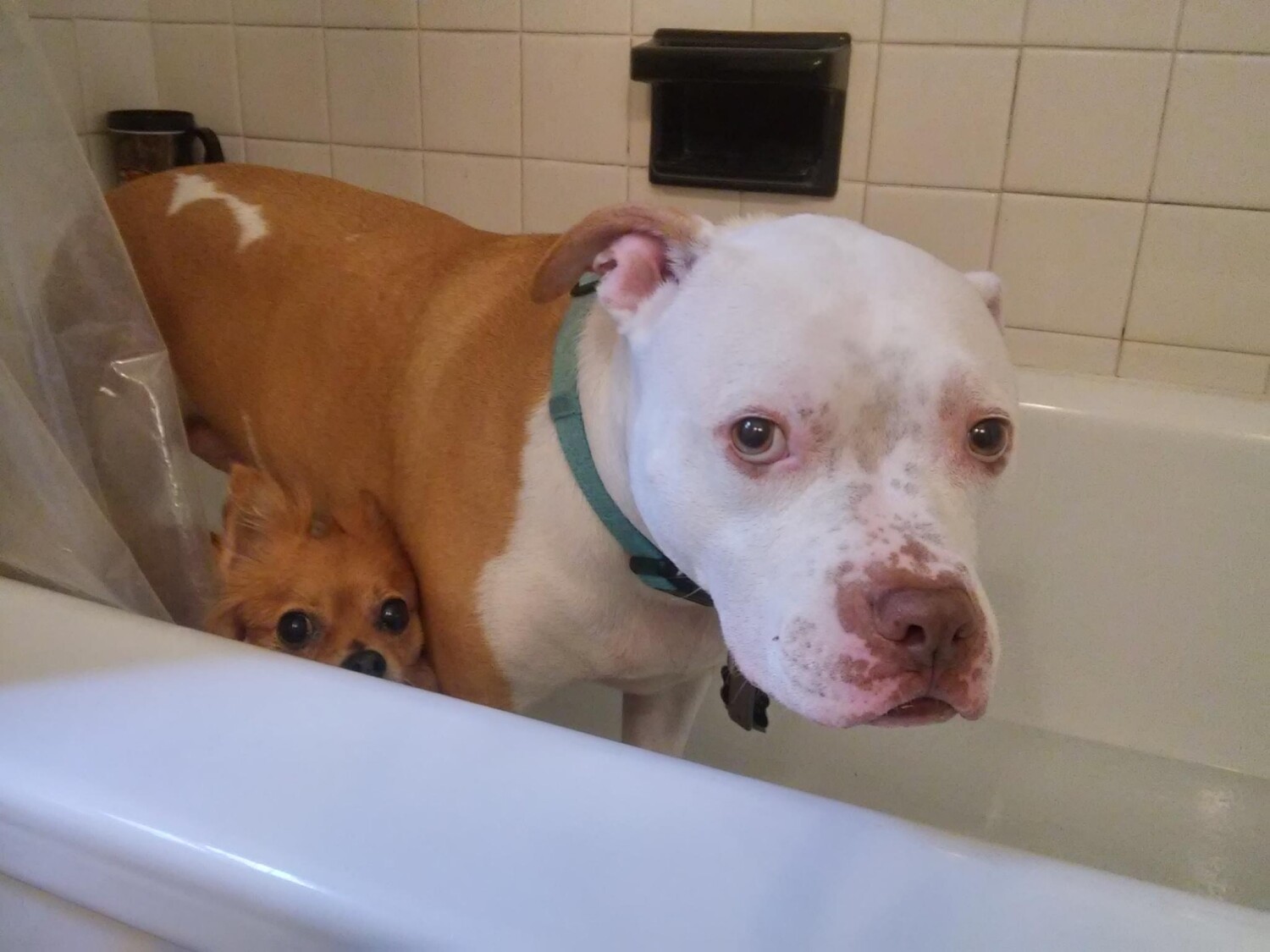 Pete & Little Sasha in the Bathtub