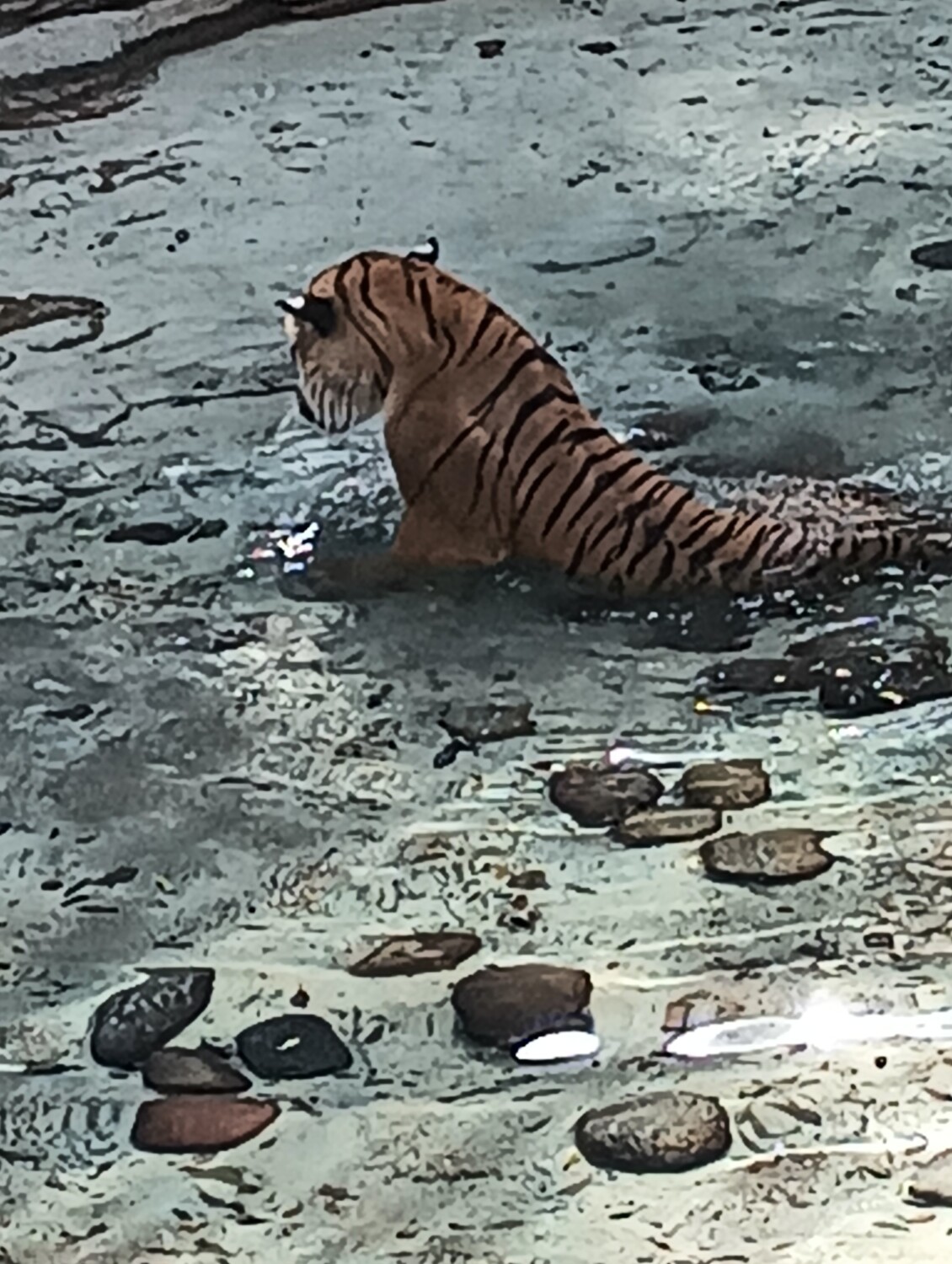Tiger in Mud