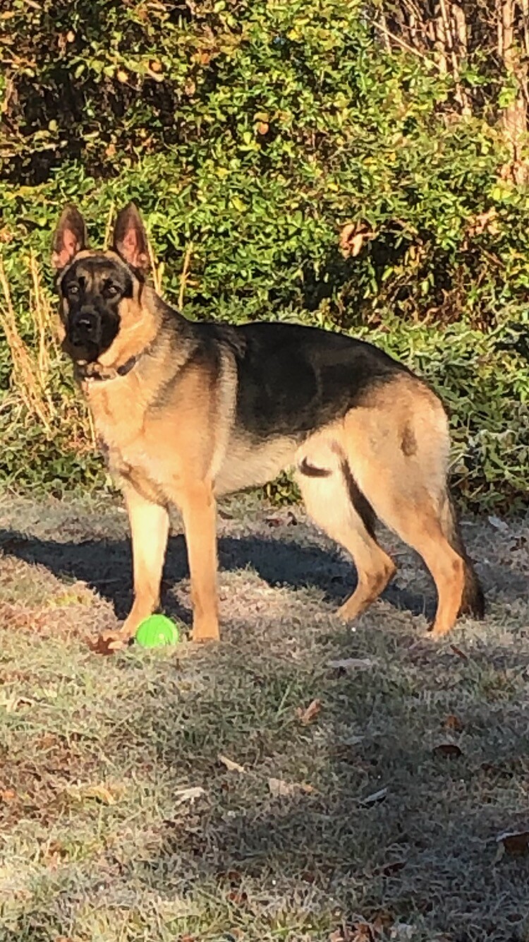 Max man playing ball