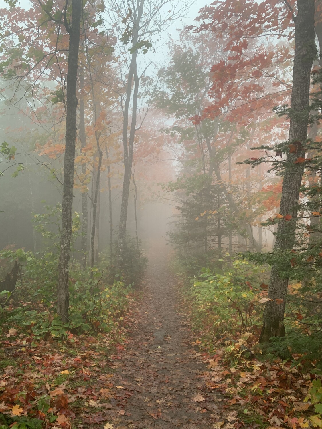 Lutsen fog