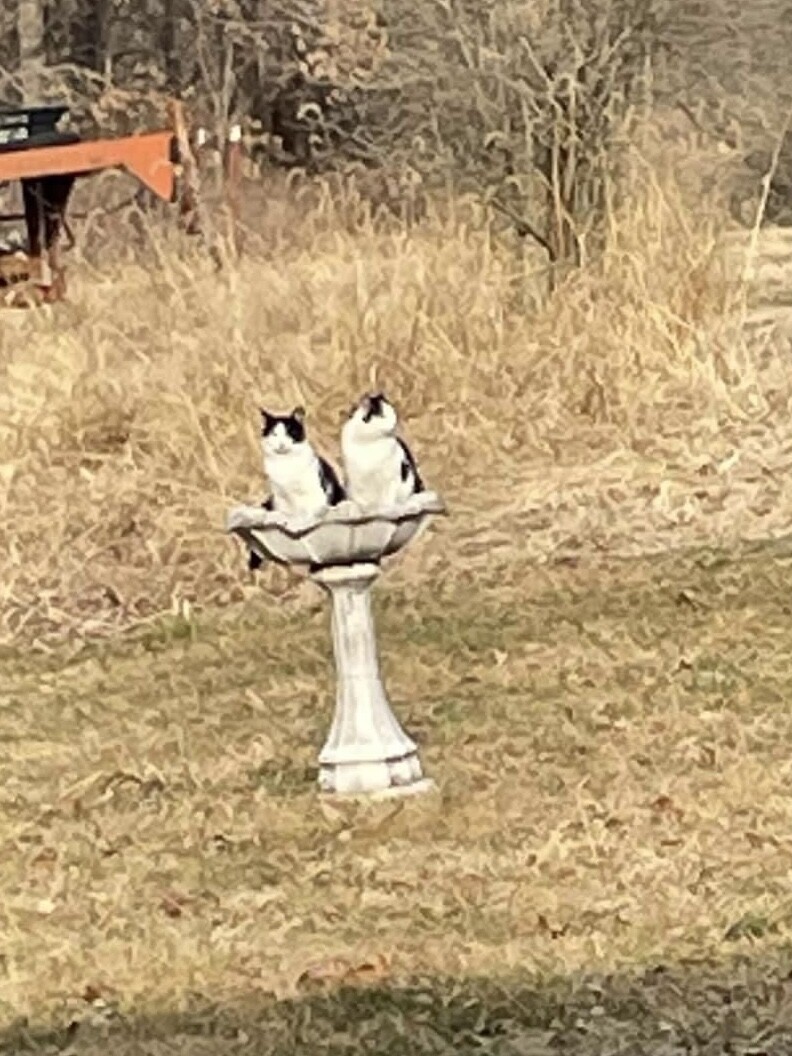 Wonder why the birds aren’t using their bird bath
