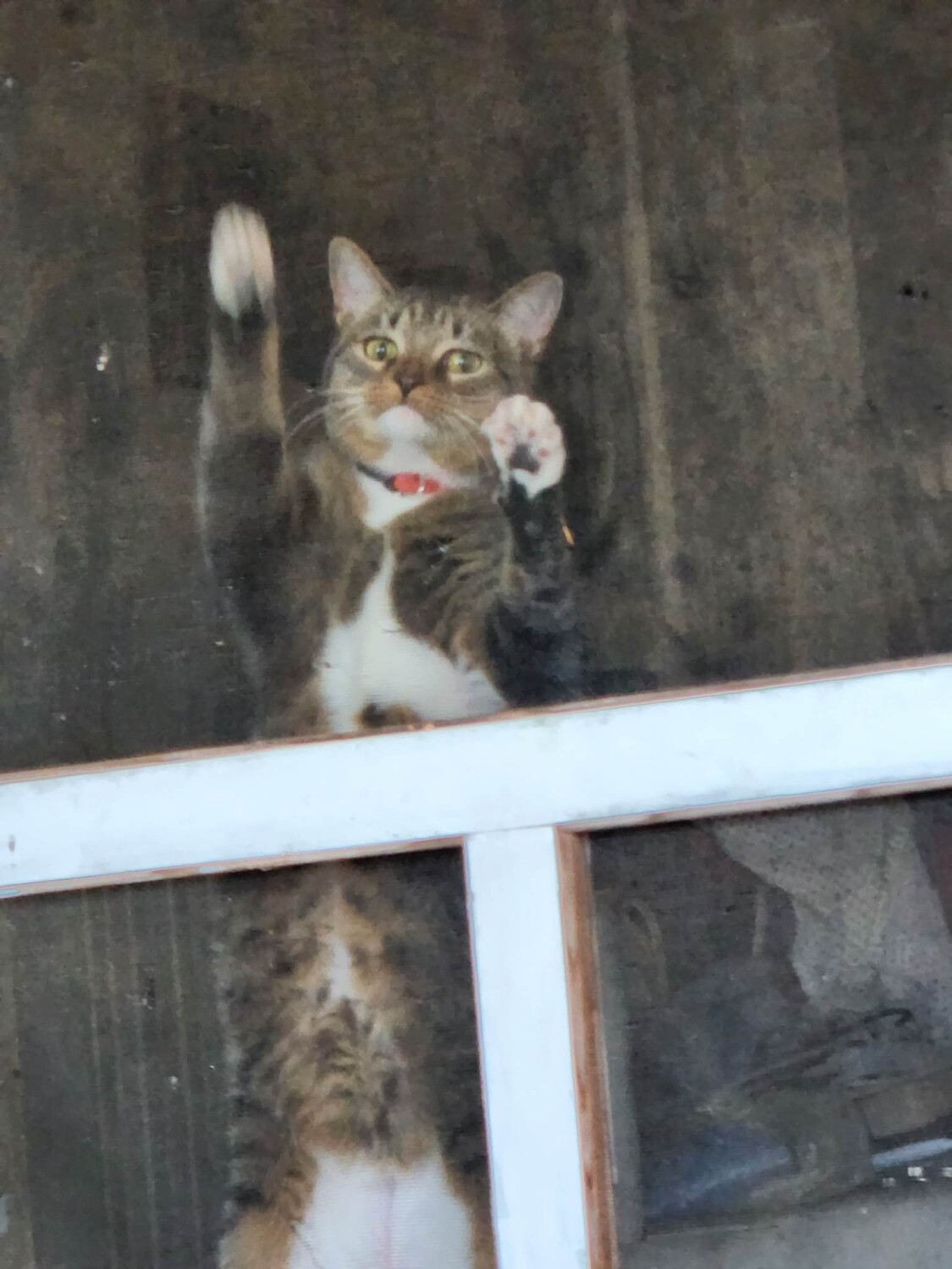 Keke wants to go outside