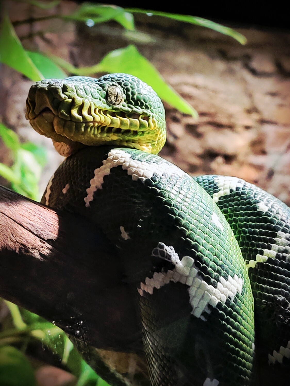 Mr. GREEN