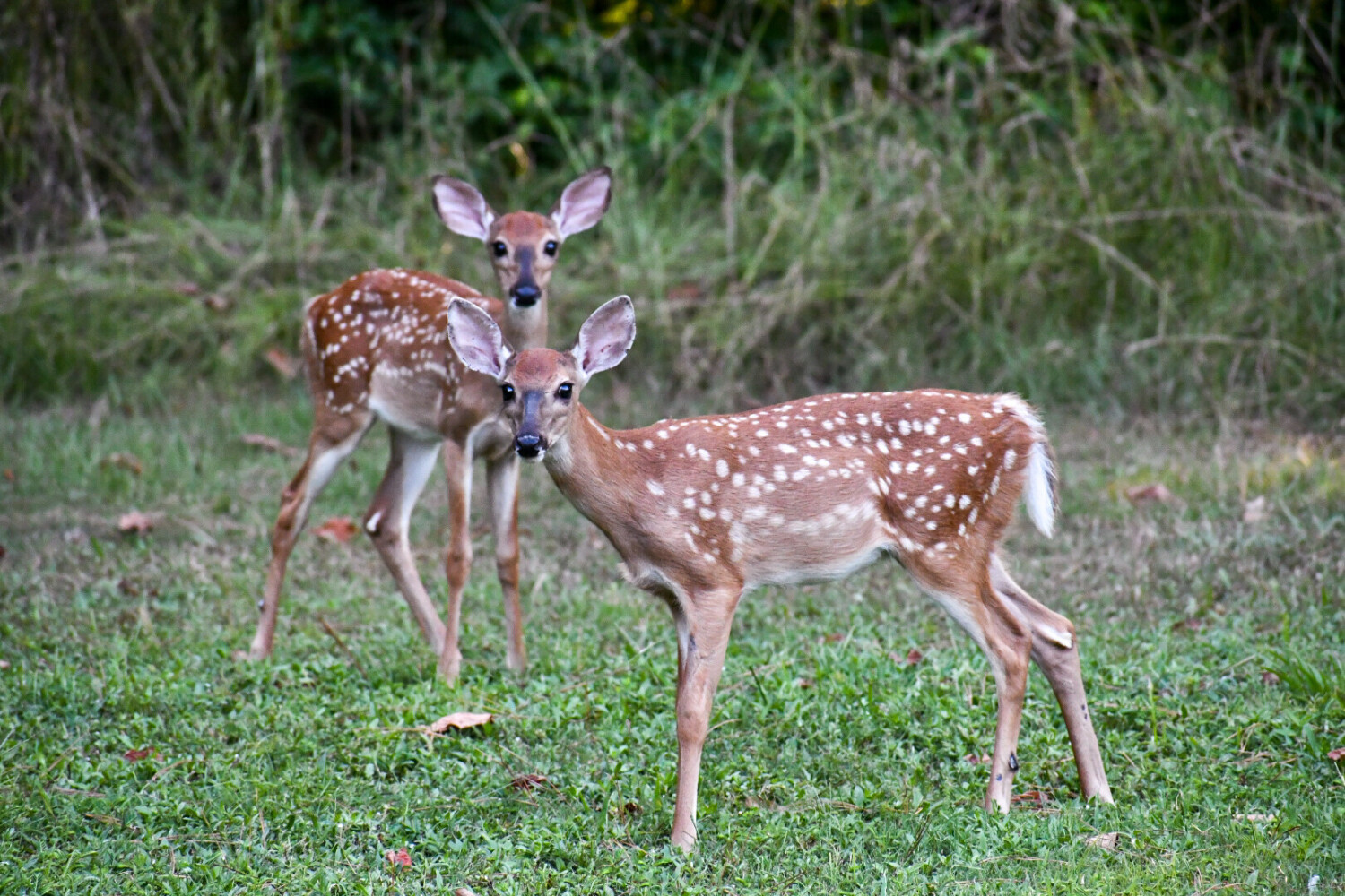 Innocence of the Meadow