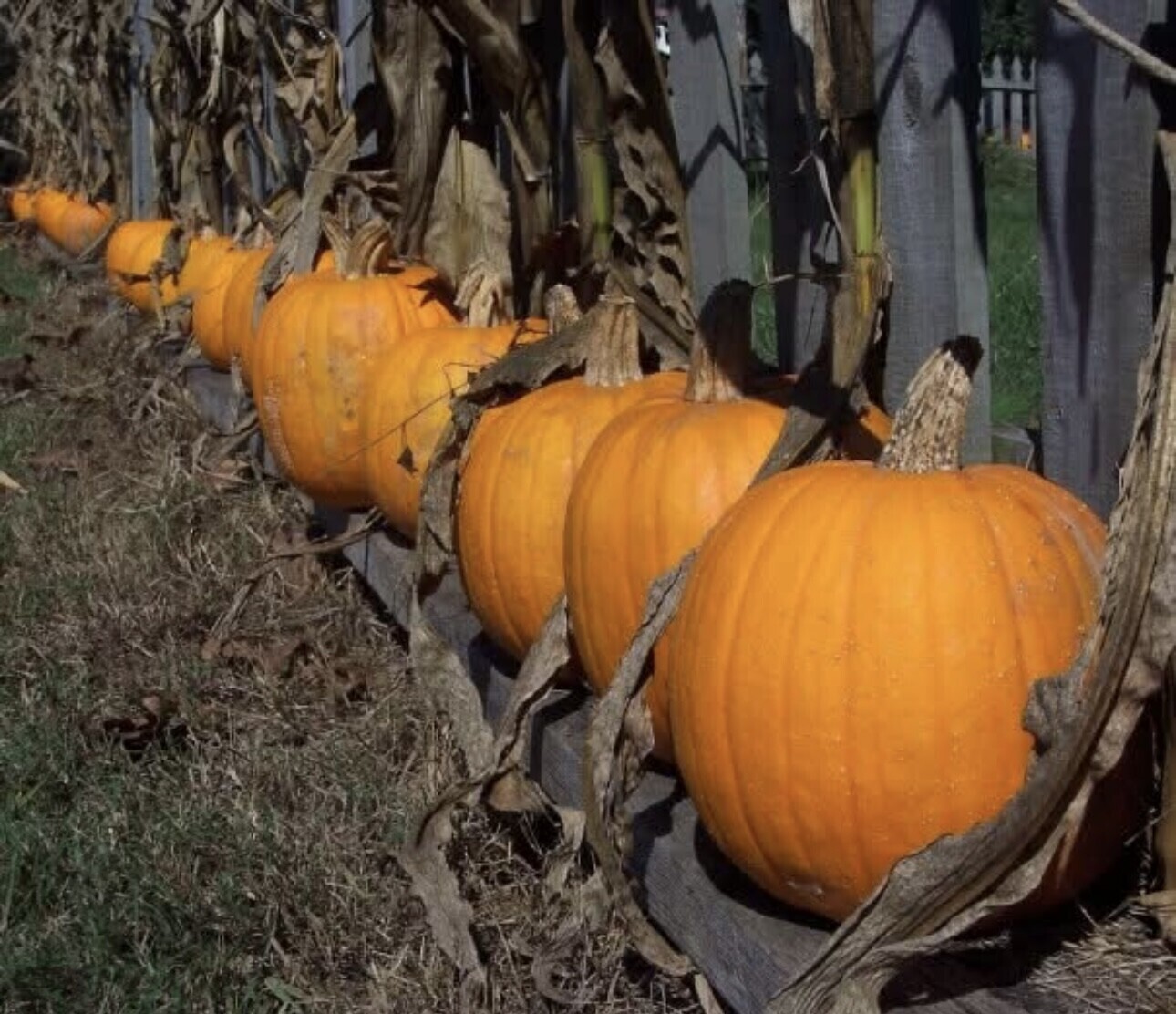 Pick a pumpkin, any pumpkin