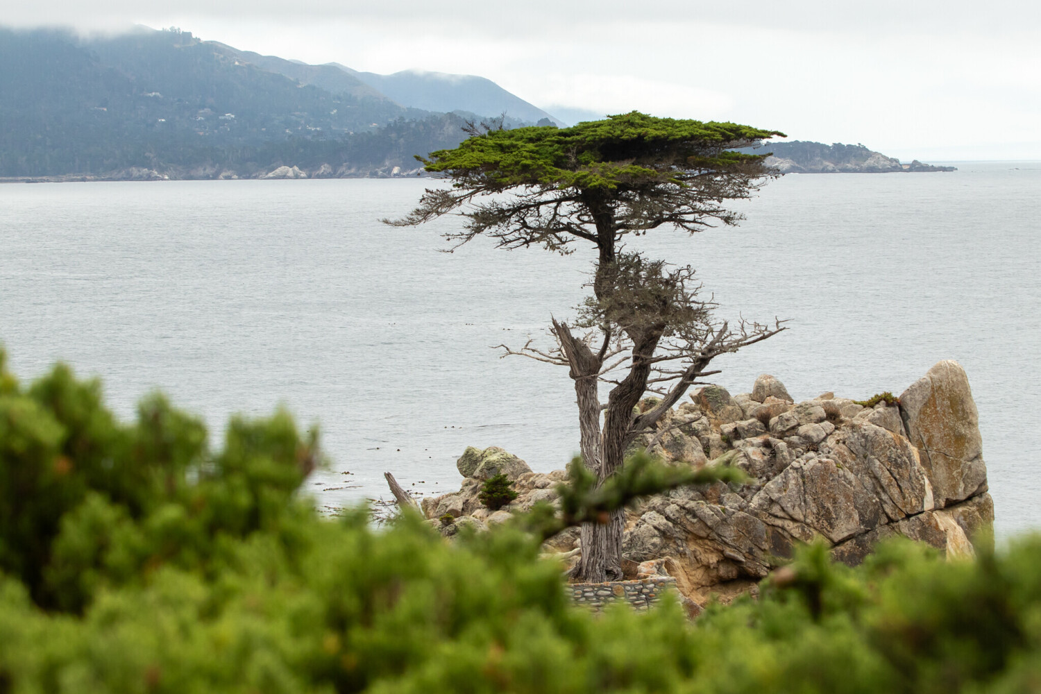 Lone Cypress