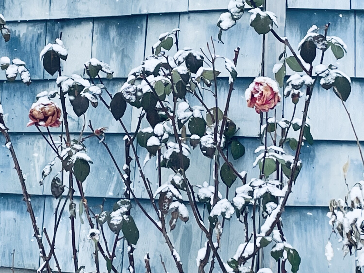 Dusted Roses