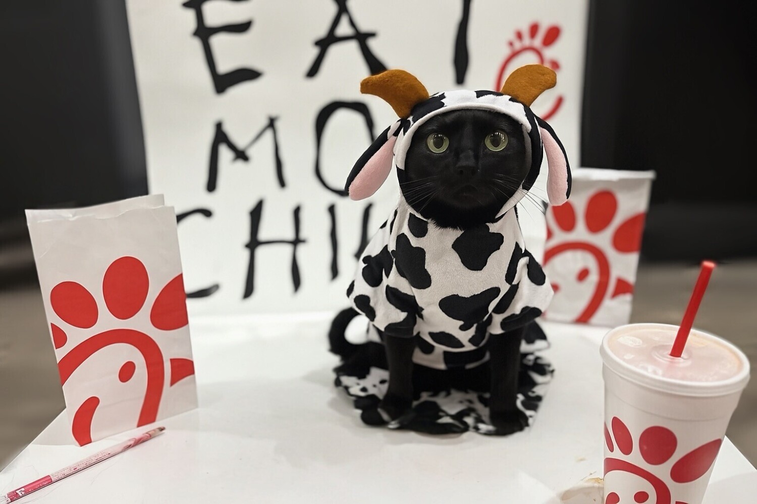 Luna’s Halloween Cows-play!