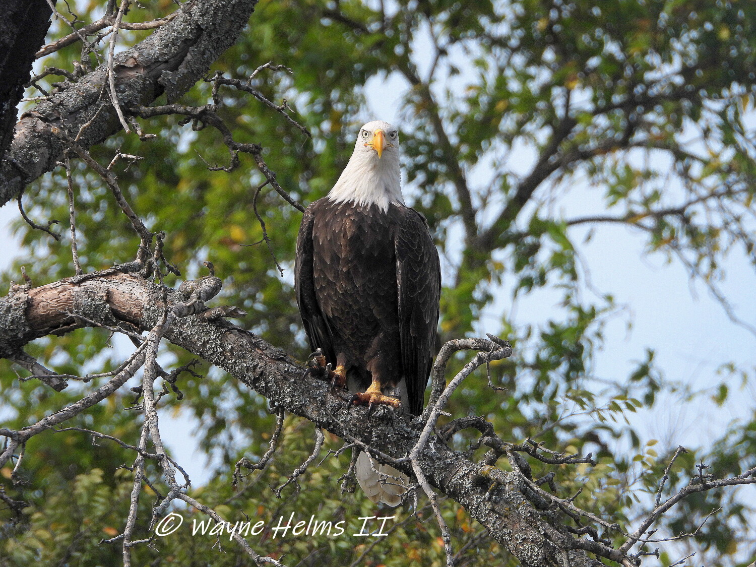 The STARE of FREEDOM!