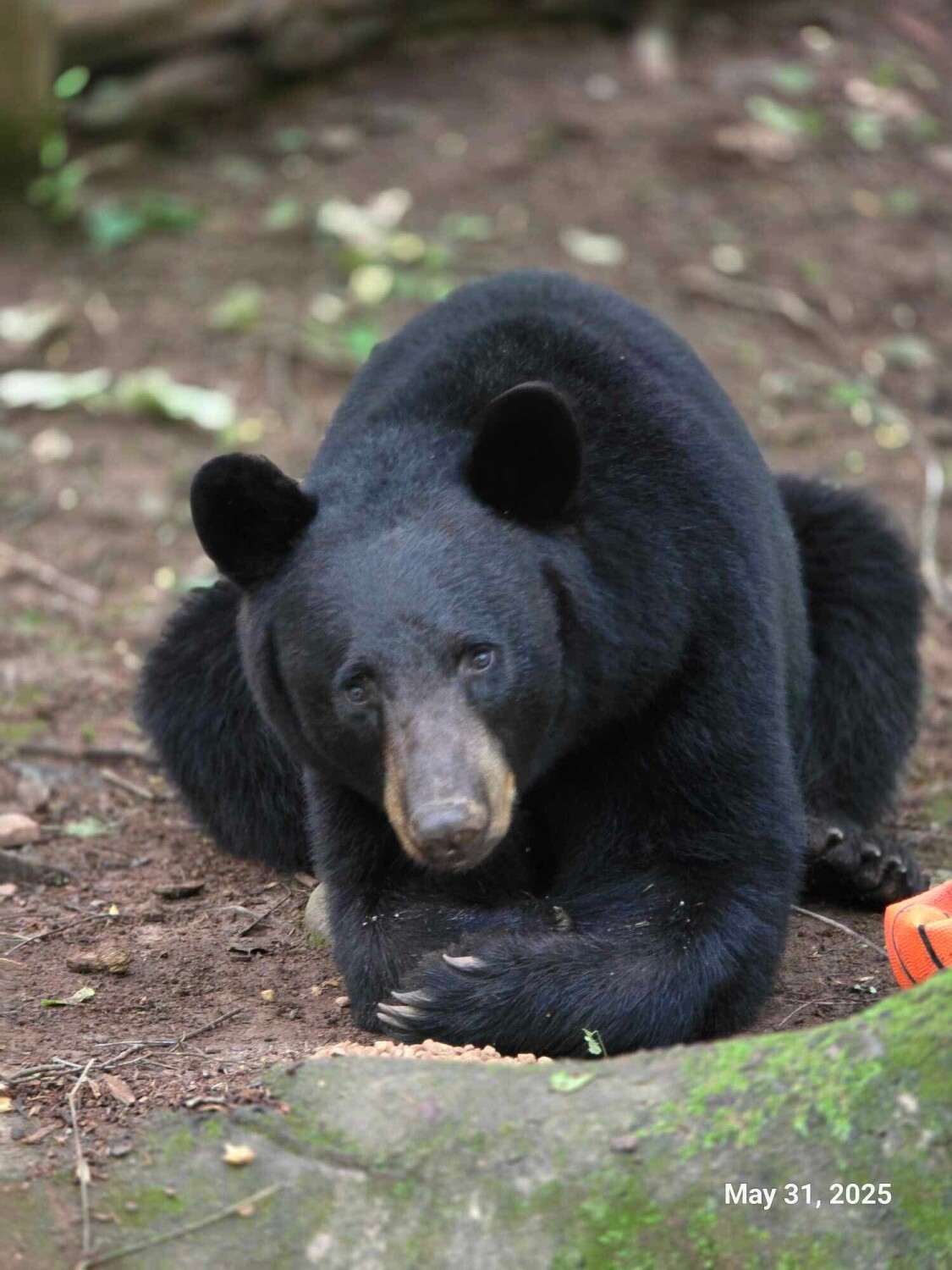 Baby Boy with his ball