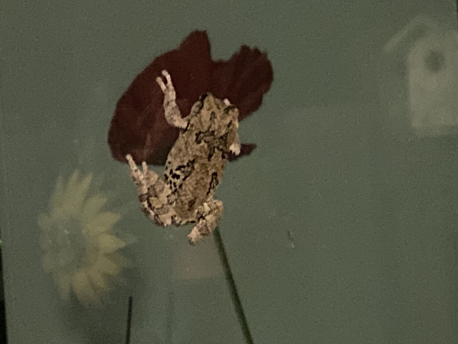 Window toad on poppy flower