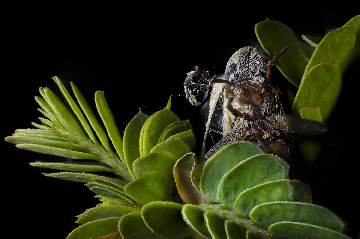 The Watcher in the Green
