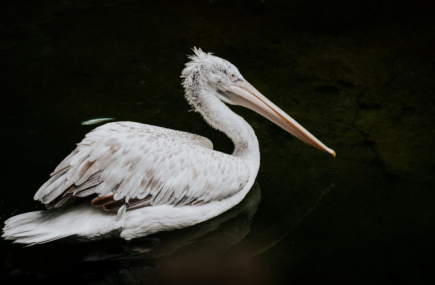 Pelican in Still Waters