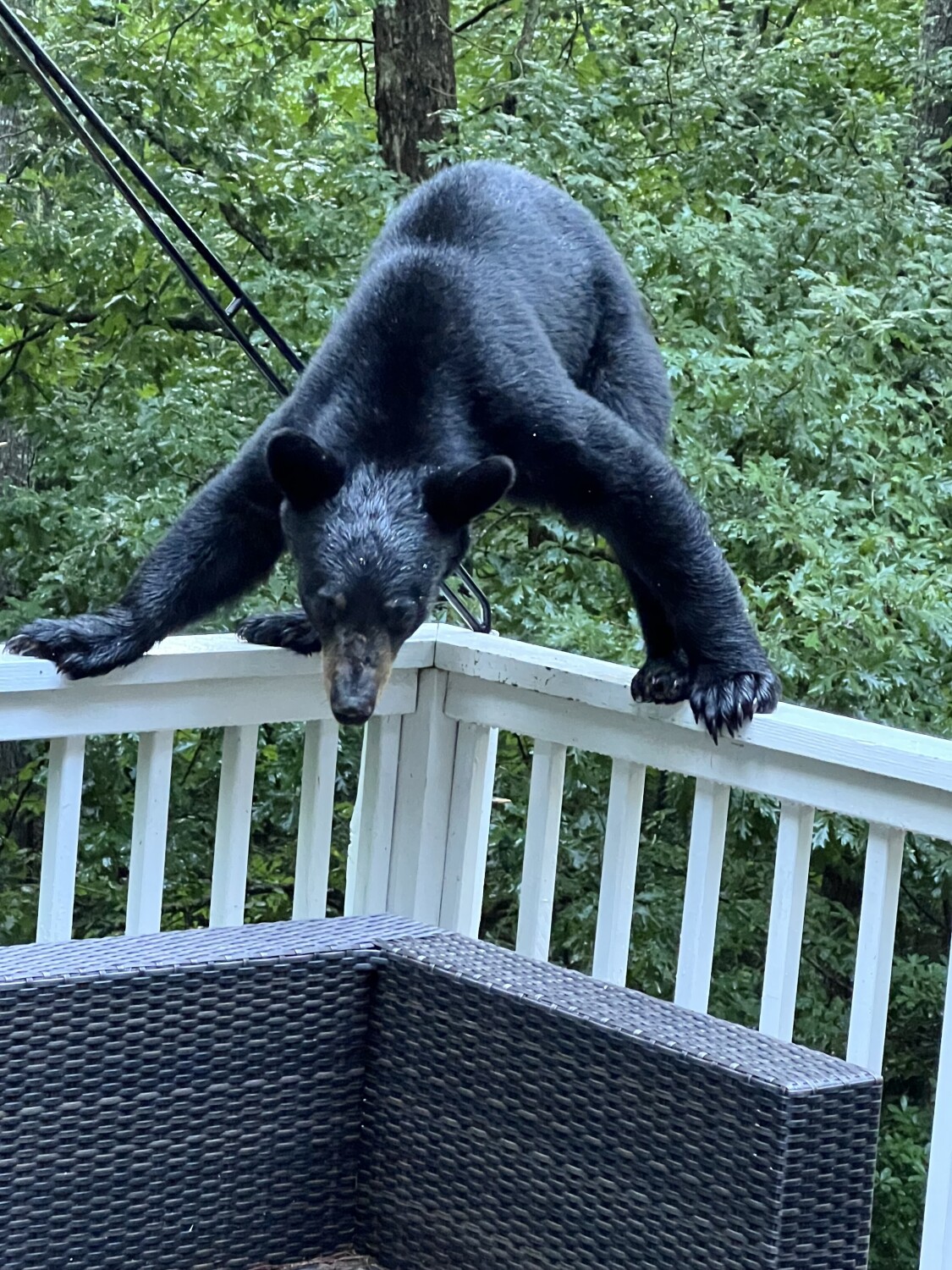 Morning Yoga - balancing for “Downward Dog”