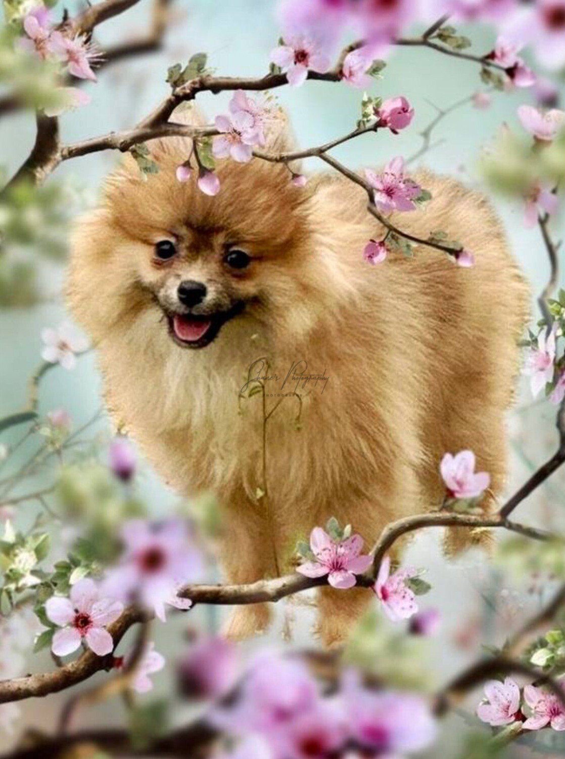 Priscilla’s Sweet Blossom’s