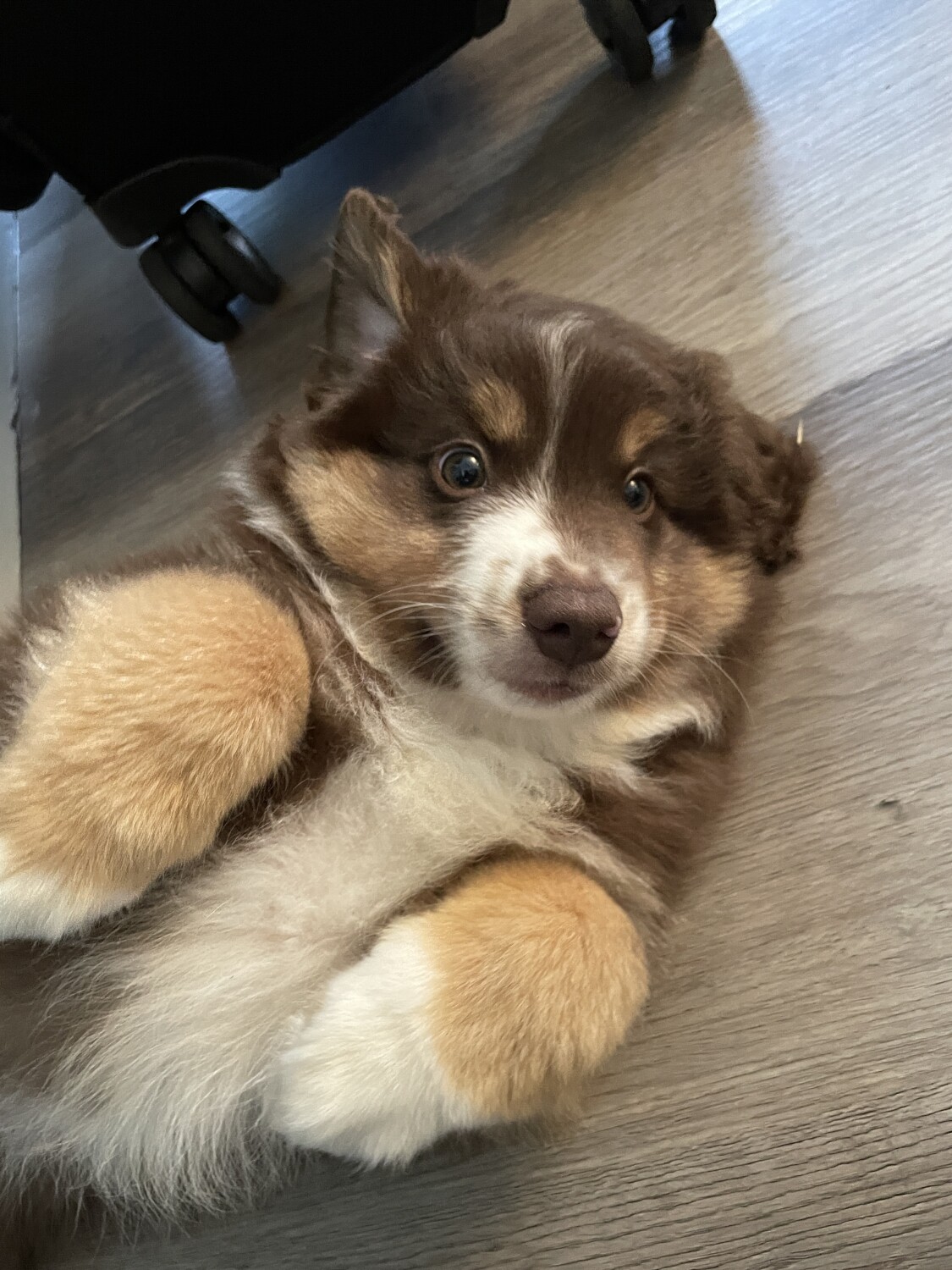 Milo Tigger McMurray