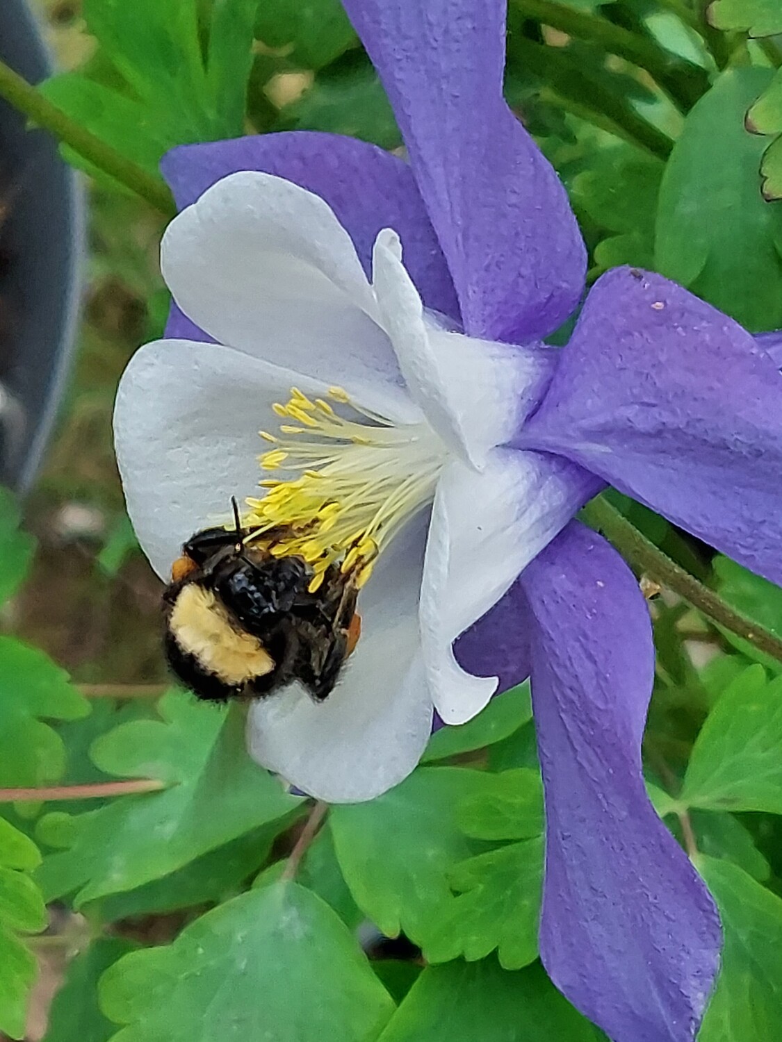Bumblebee