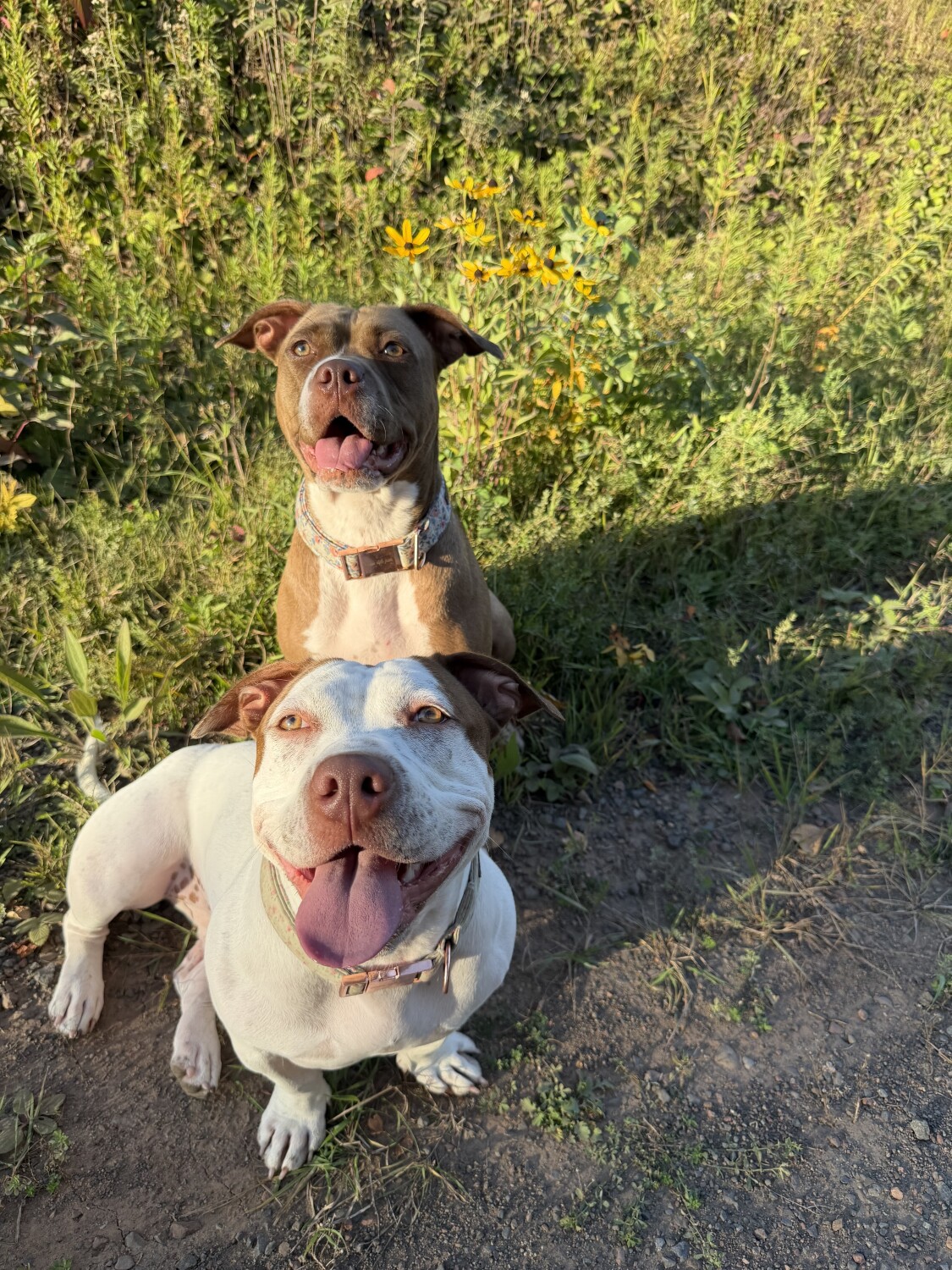 Nala and Zara