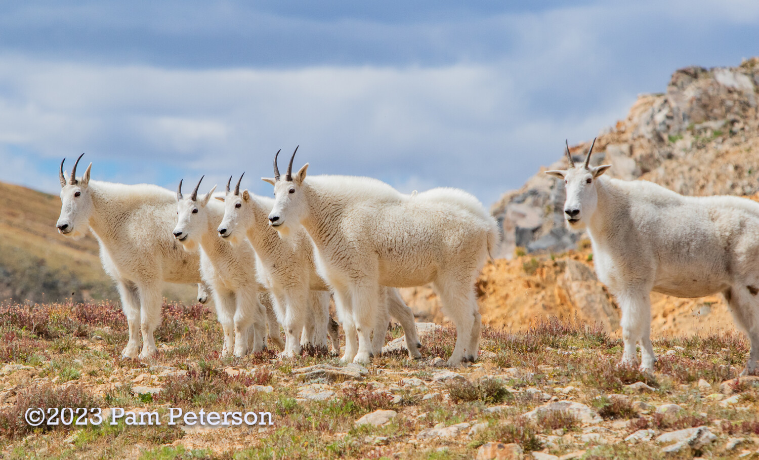 “Way up high on a mountain top…”