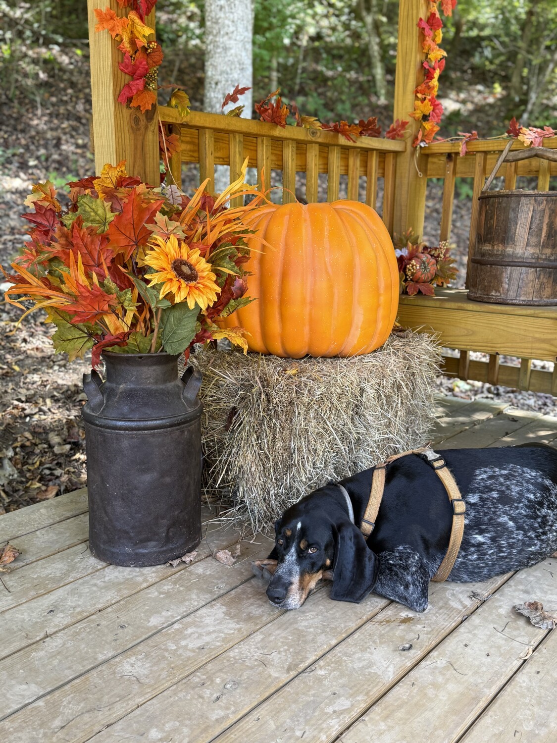 Autumn Country Hound