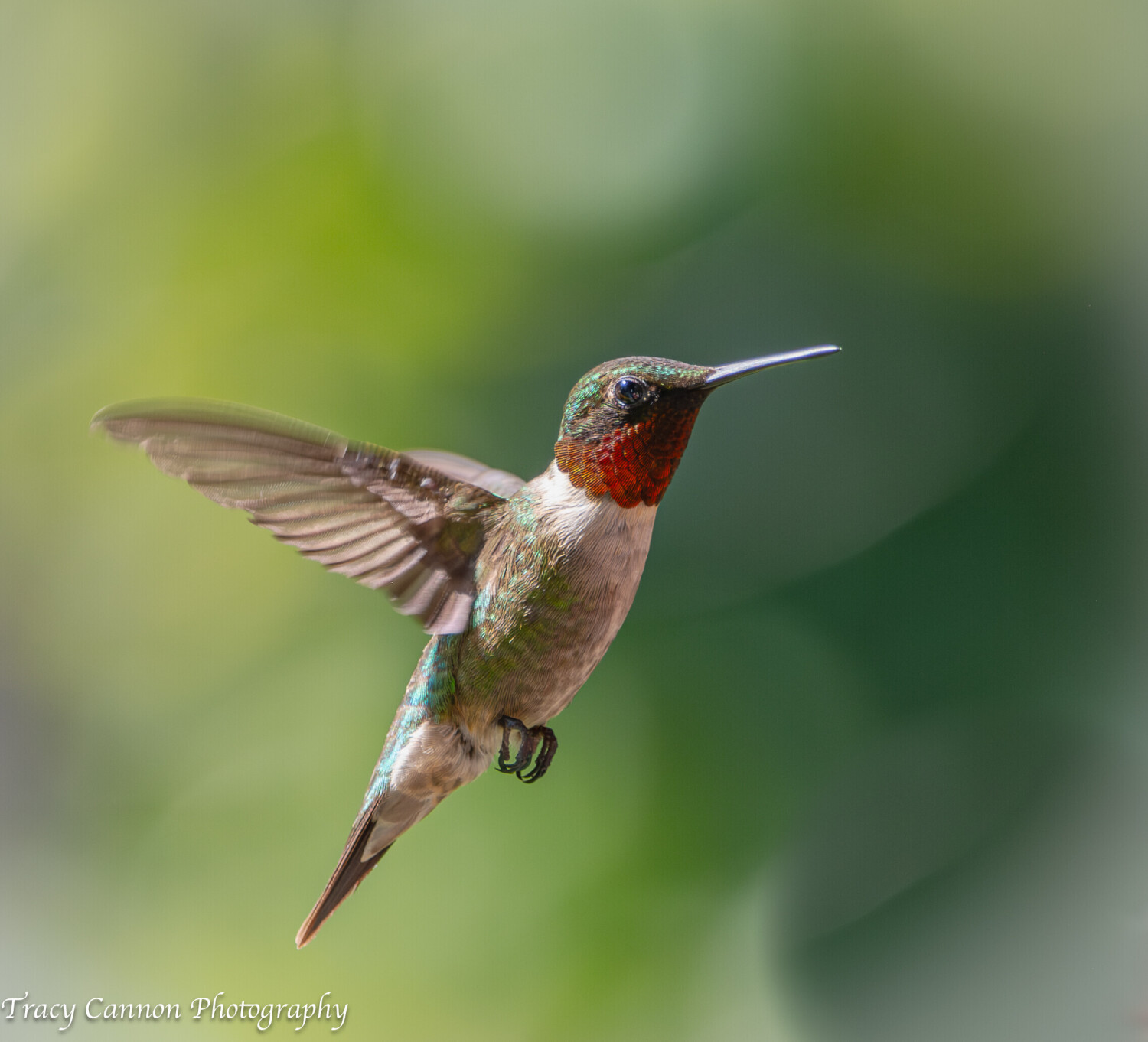 Taking Flight
