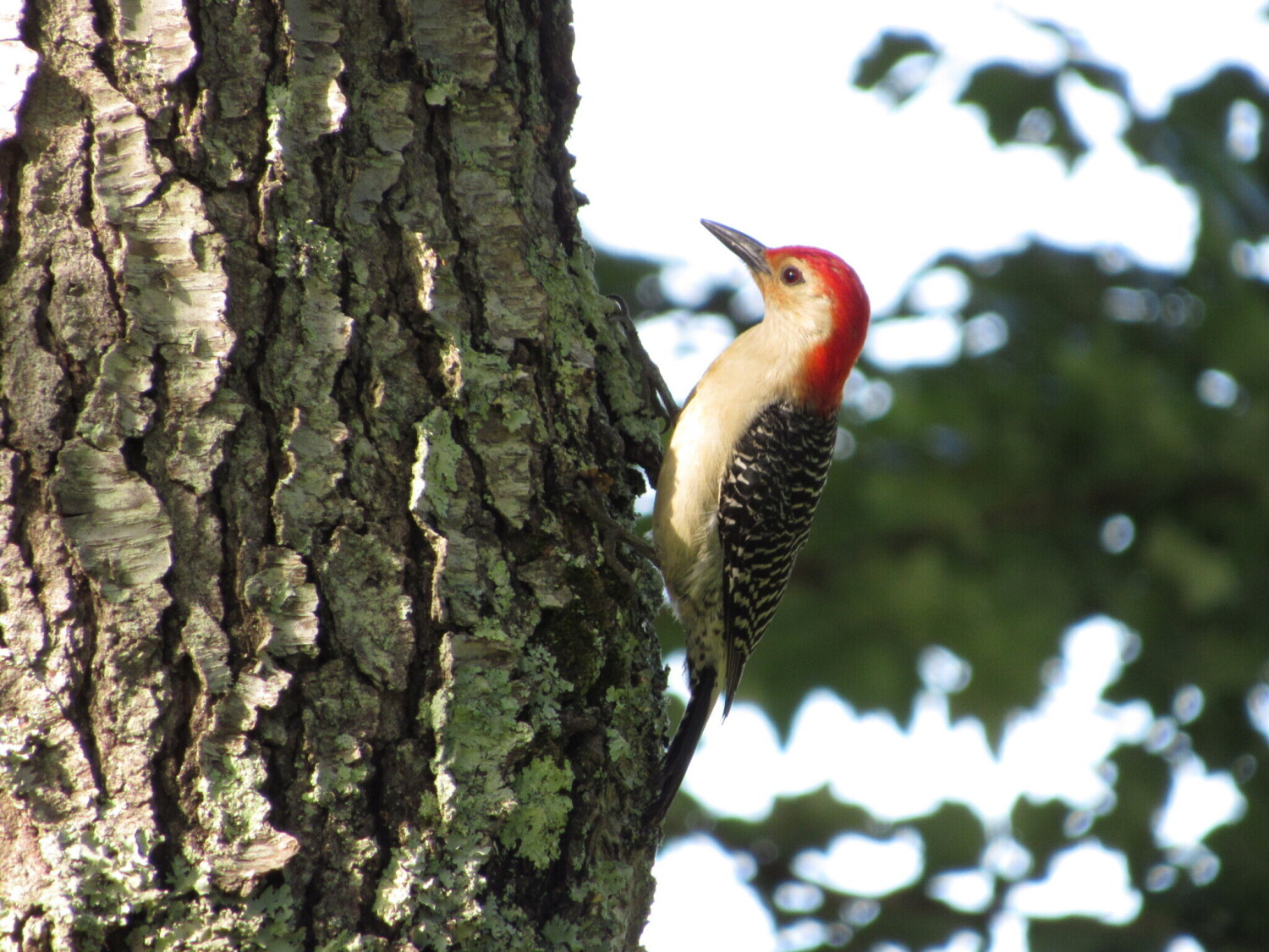Red-Bellied Woodpecker