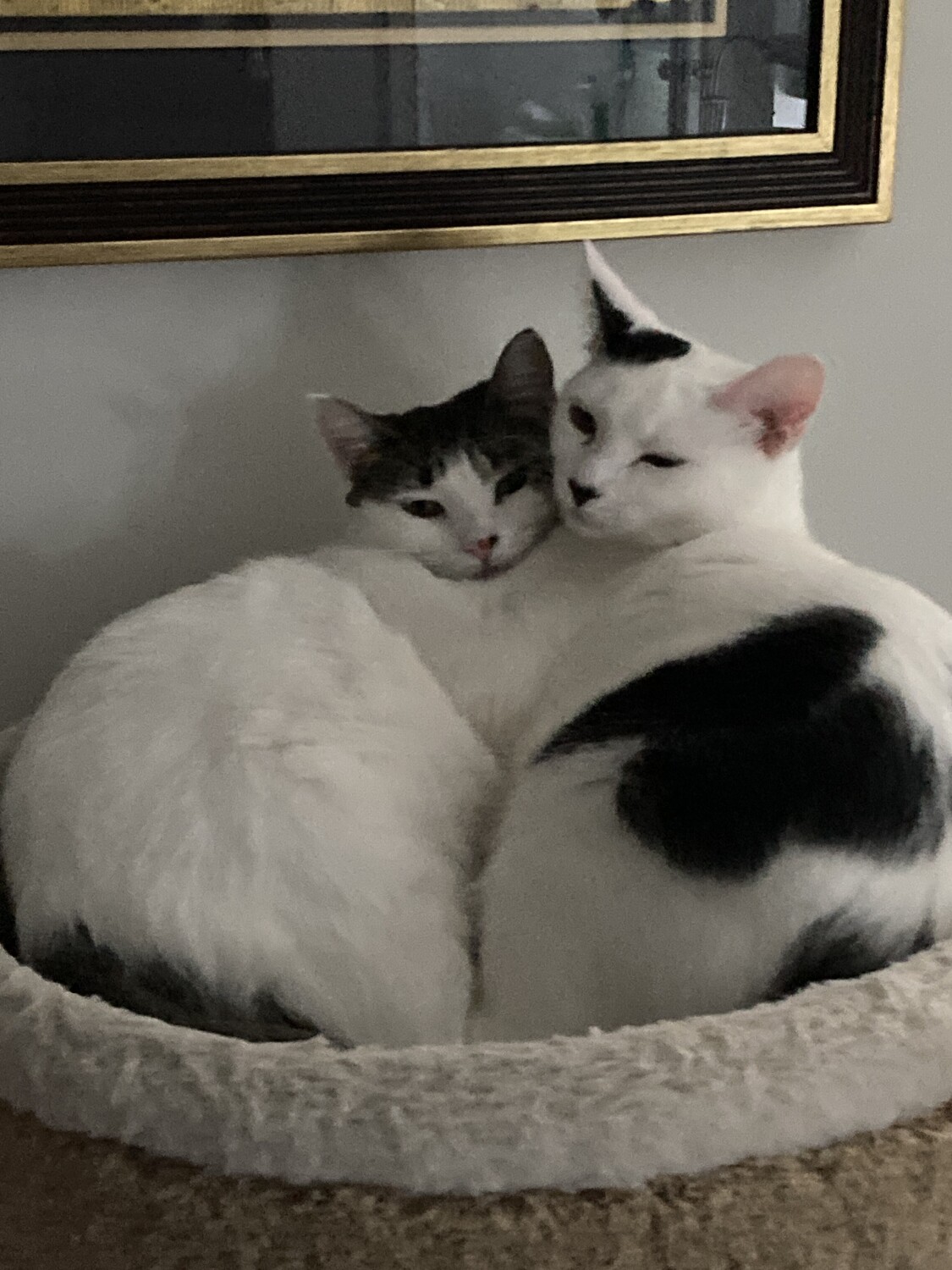 Bonded Sisters