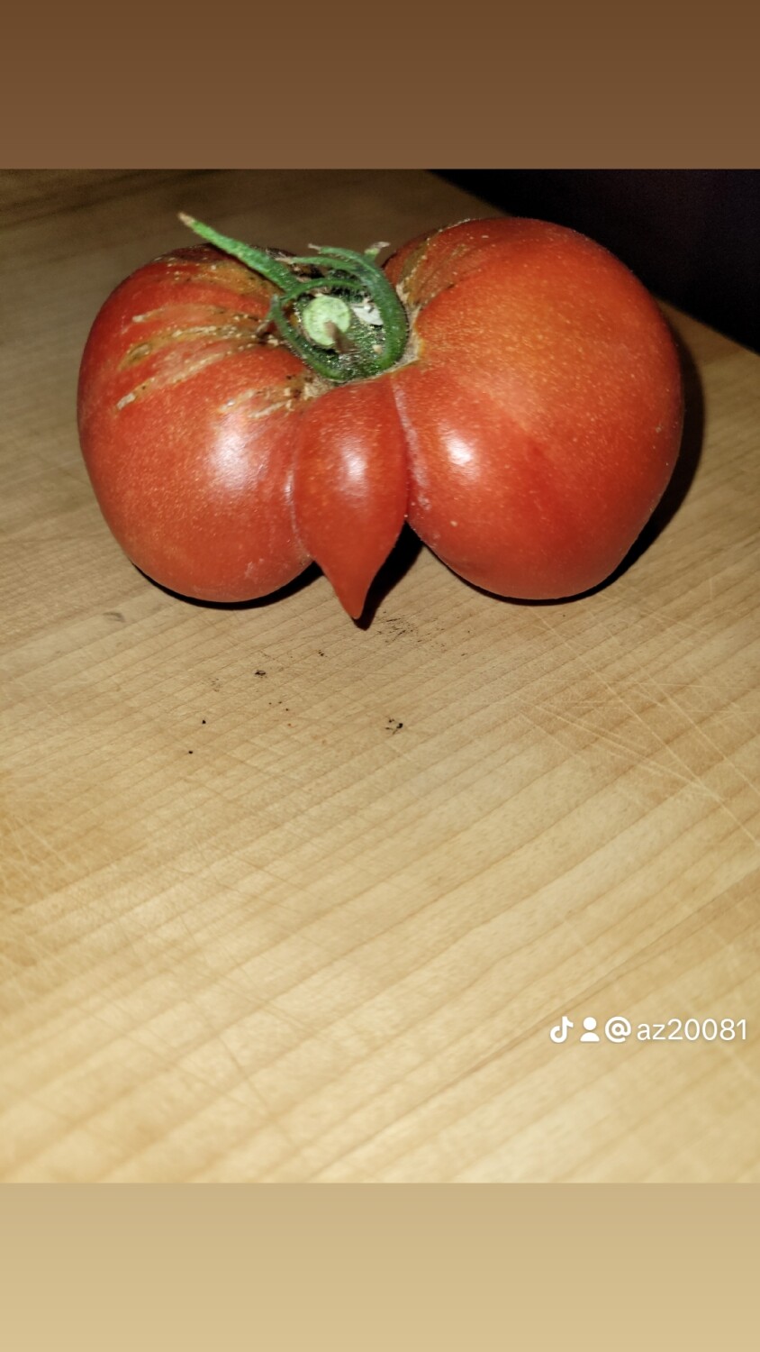 The confused tomato