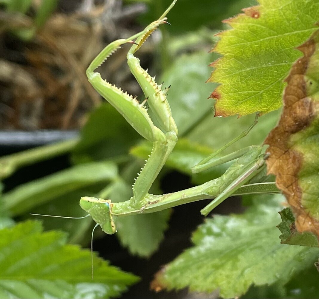 Mantis in my yard