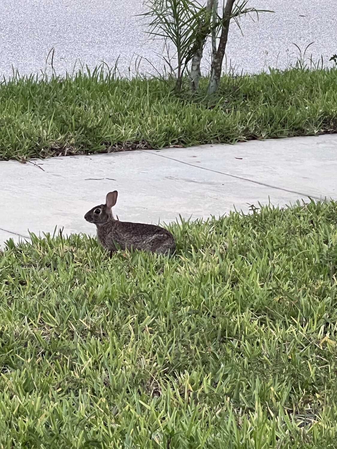 My little friend rabbit!