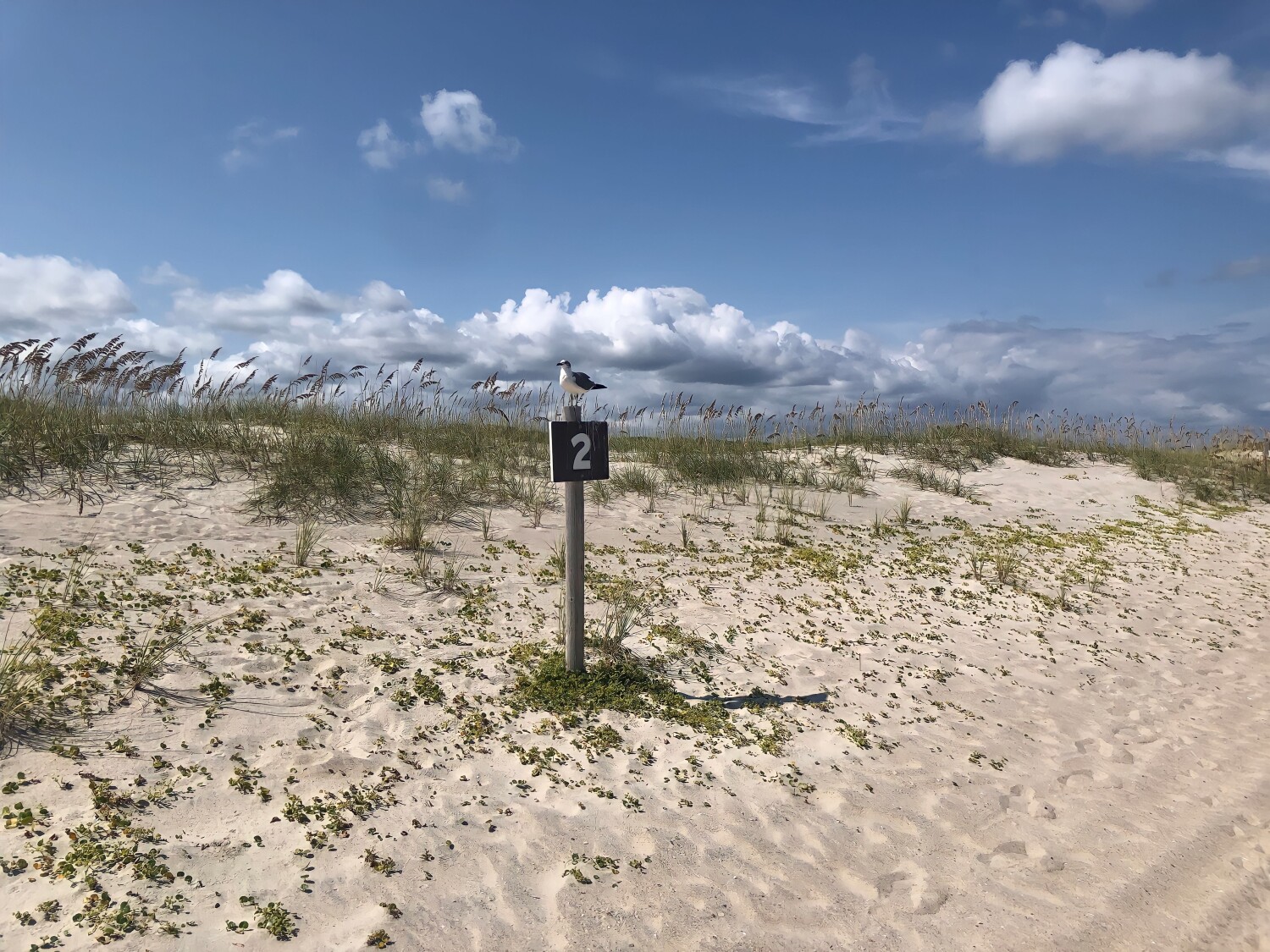 And your Bird can sing! 🎶