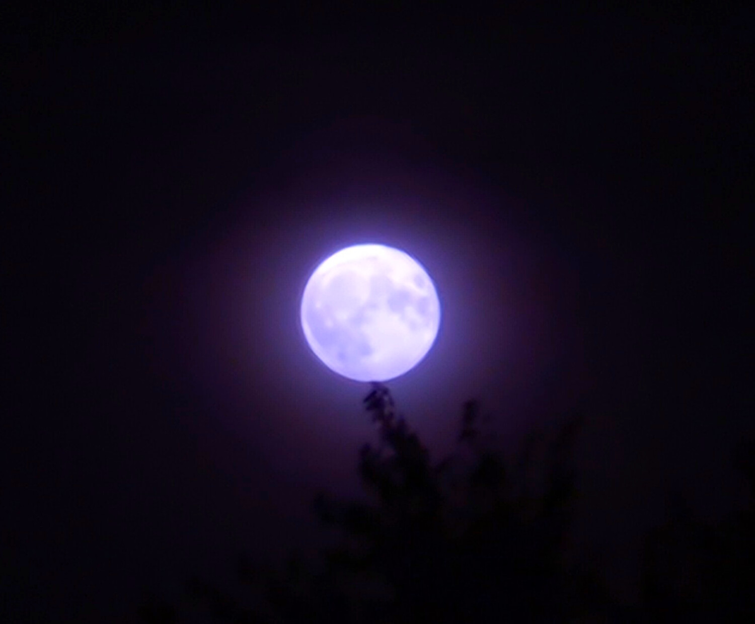 Purple Night Moon