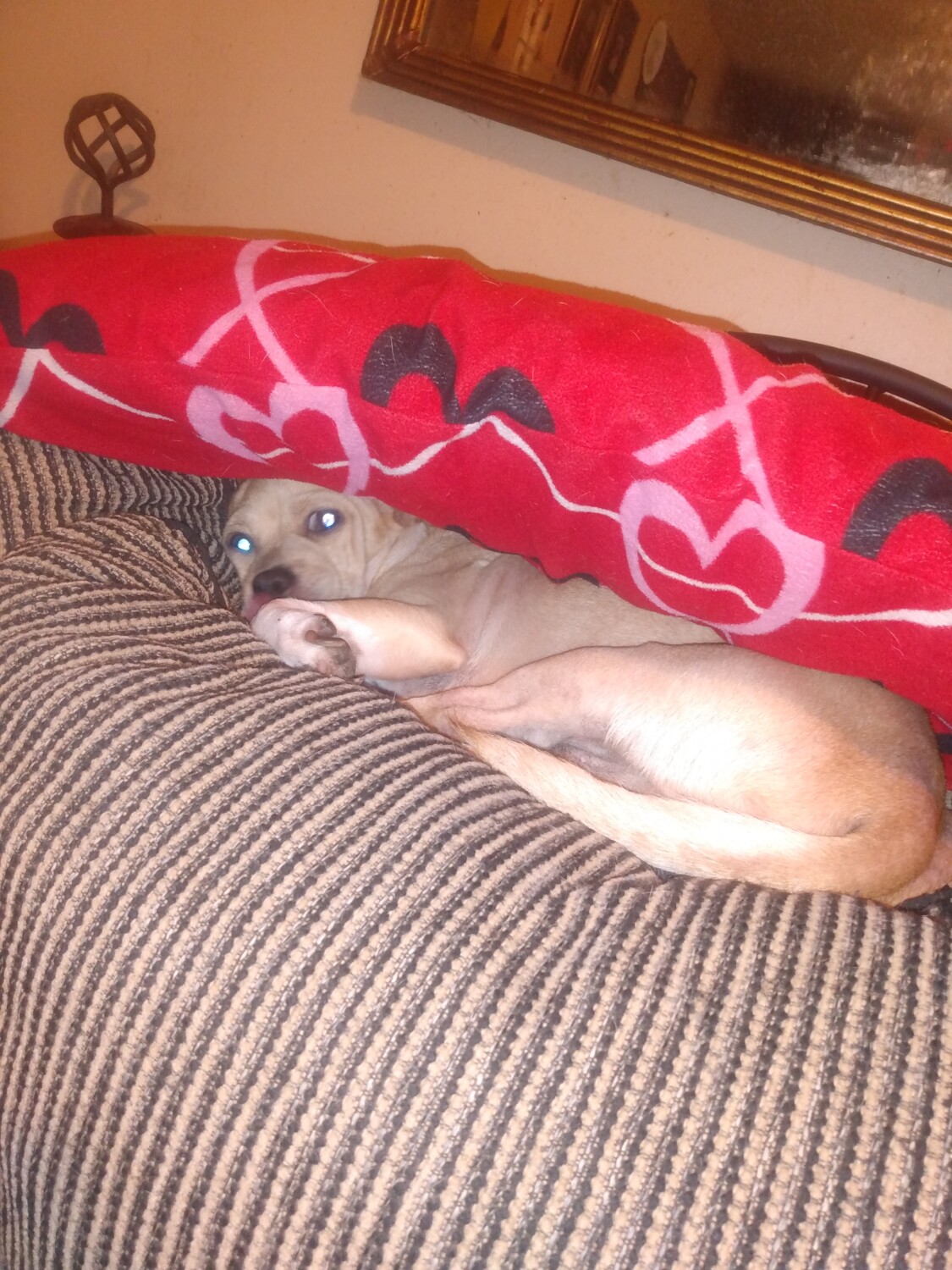 Buddy my dog look cute laying like this