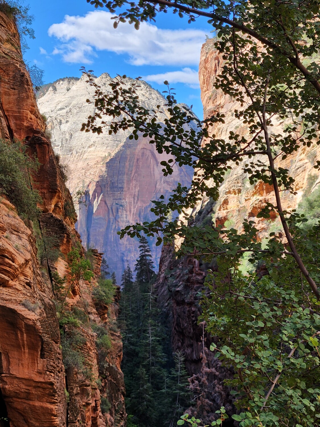 Summer in Zion