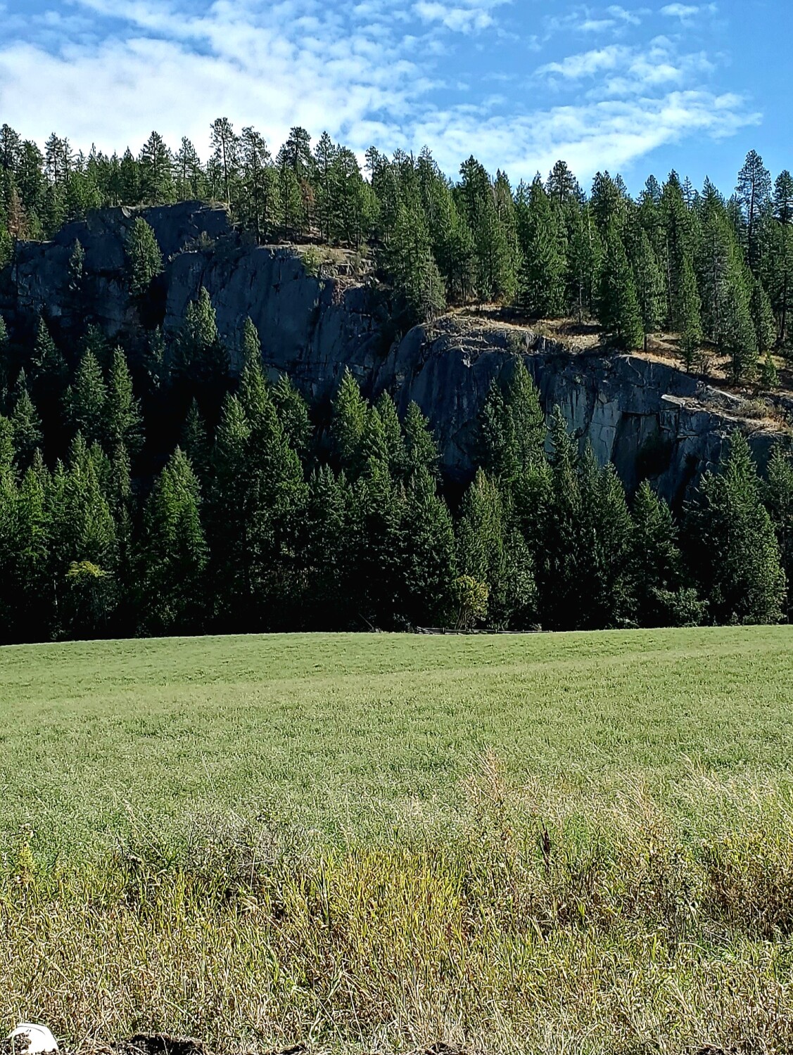 Nature's Scaffolding