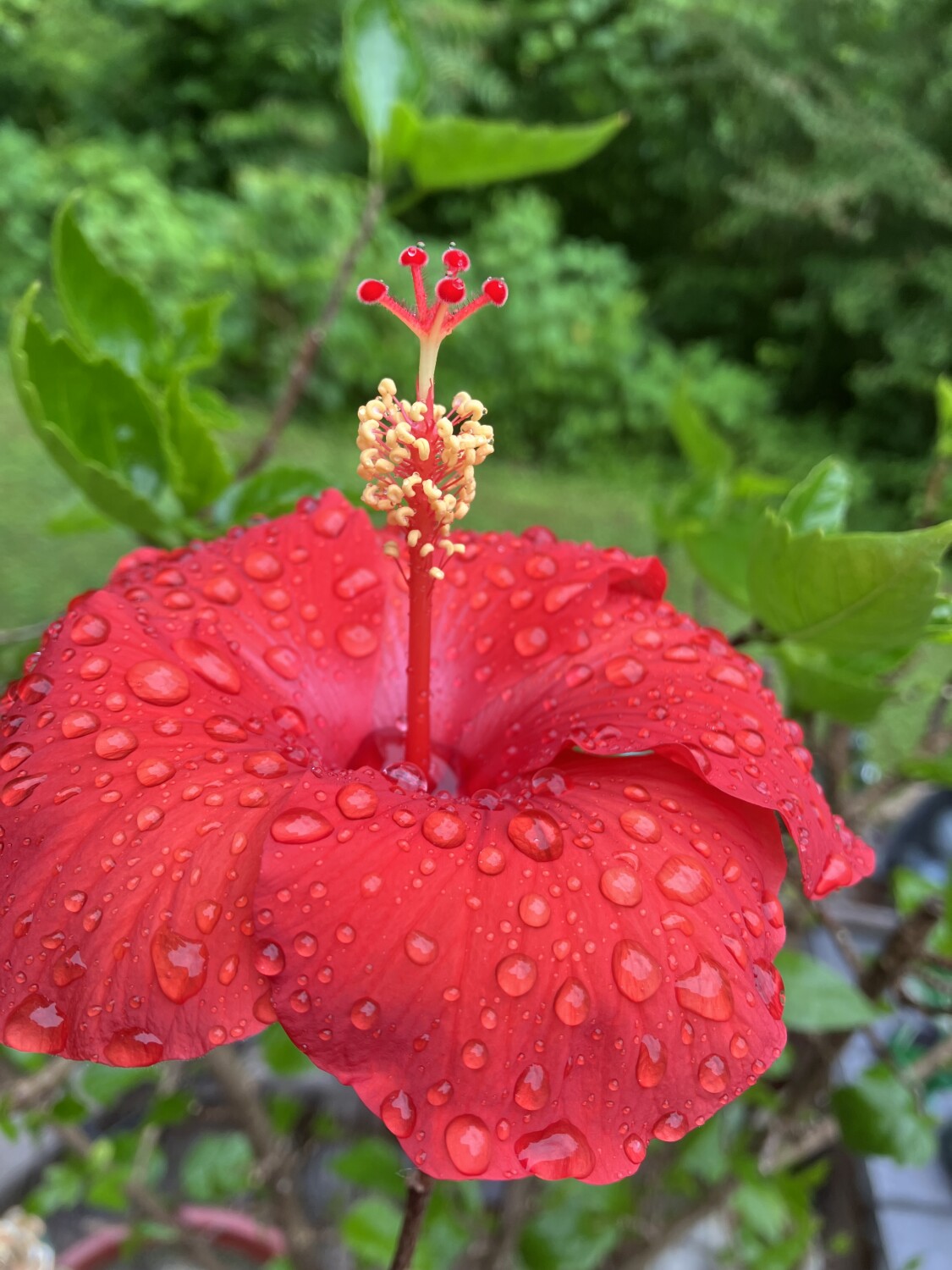 After the rain