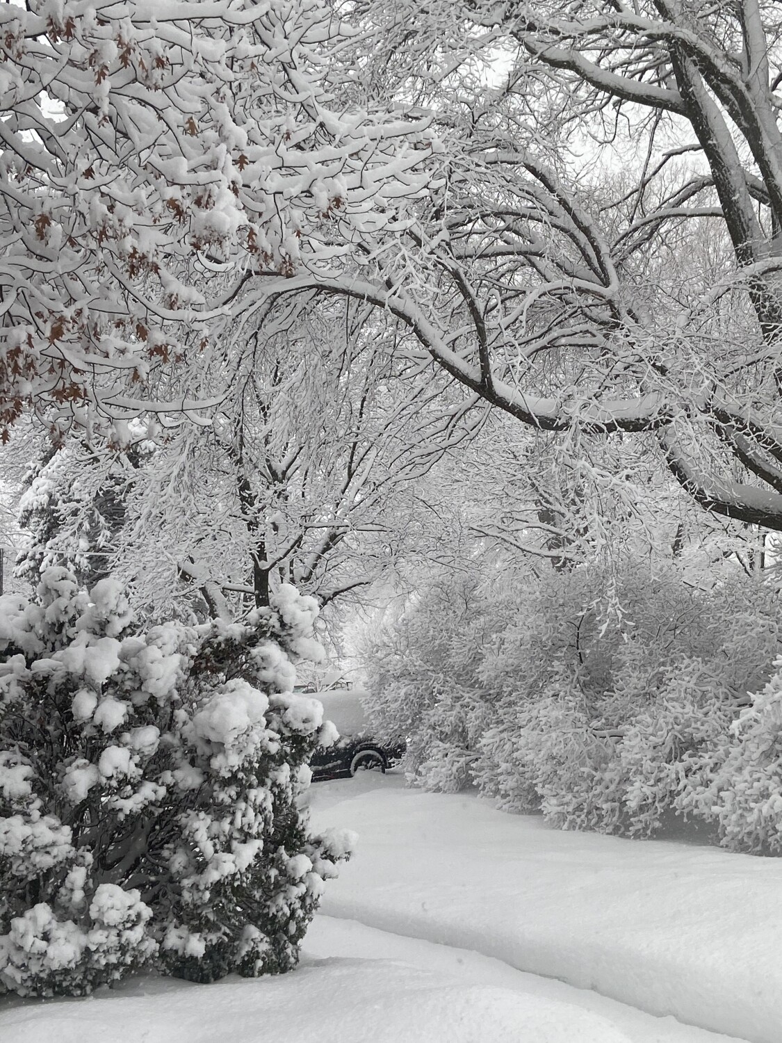 Winter wonderland