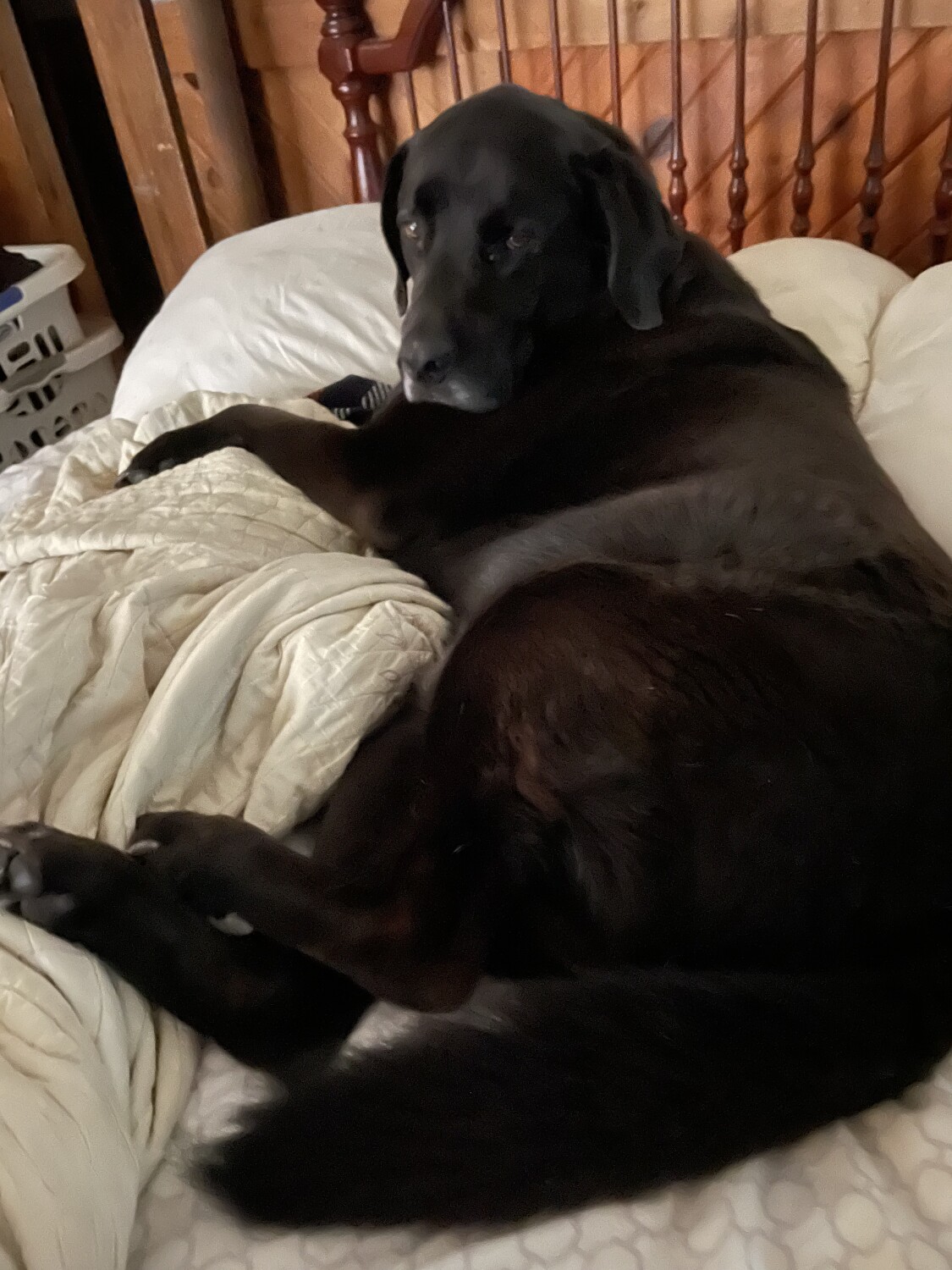 Pin up for doggie calender