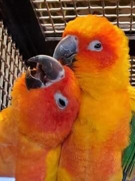 Birdie Love