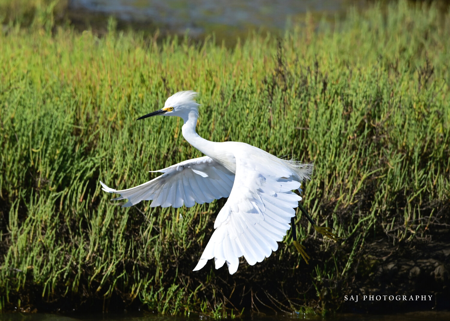 Snowy Egret