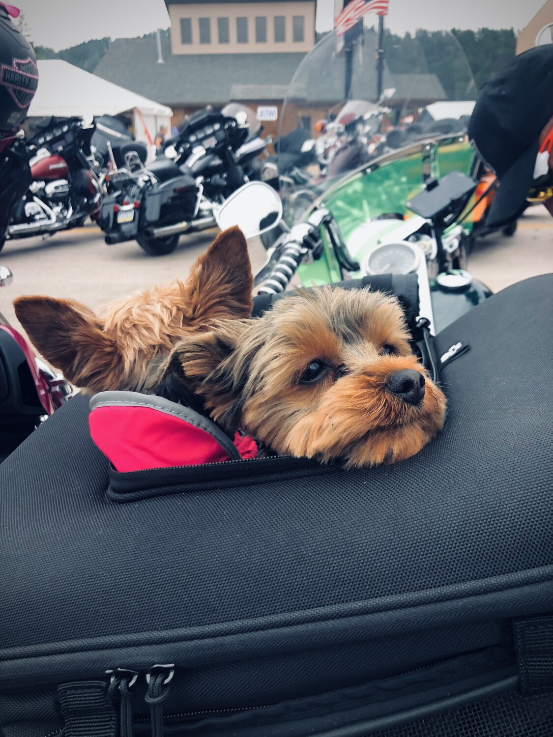 Sturgis Dogs