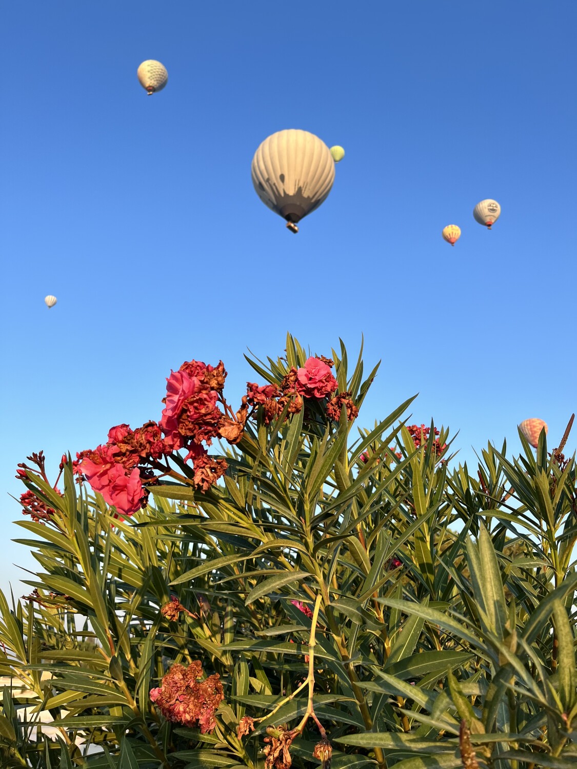 Blossoms and Balloons