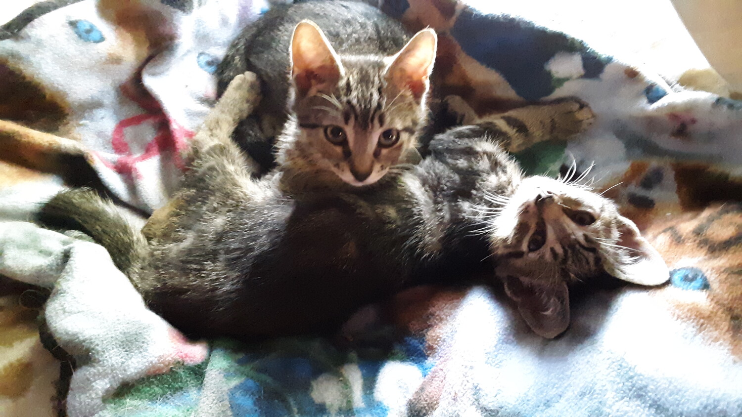 Kittens In The Sunshine