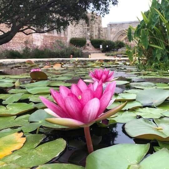 Lotus Blossom @ SJC Mission 2023