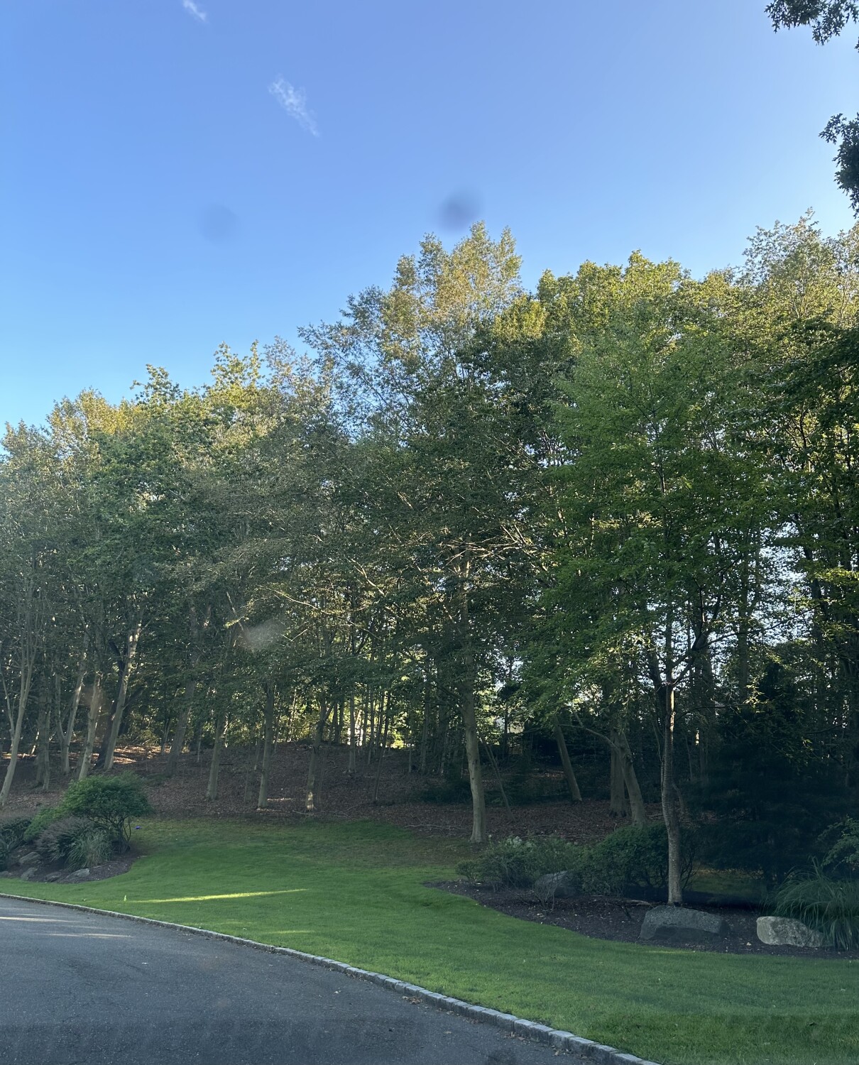 The Grassland forest