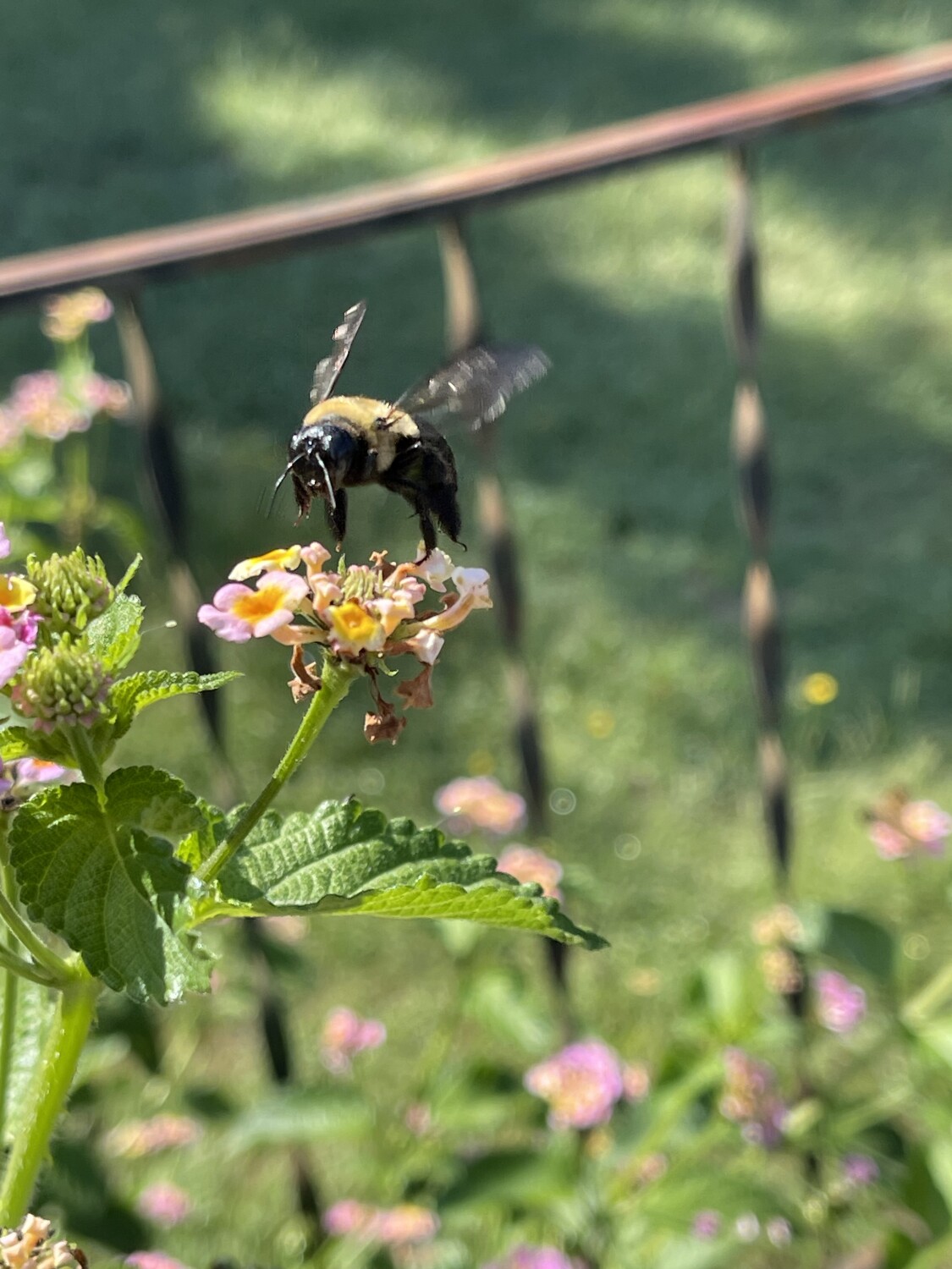 Coming In For A Landing