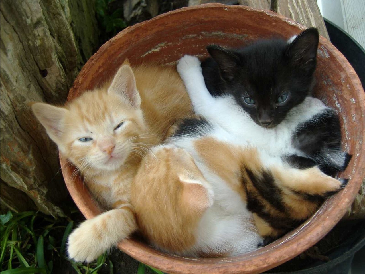 Kittens taken a Nap
